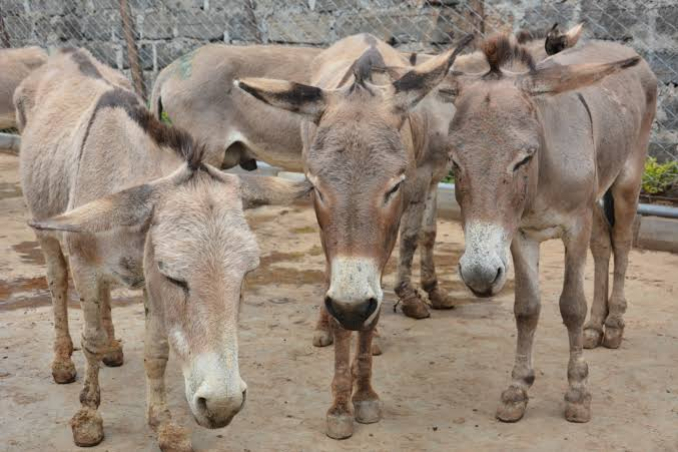 foto Not&iacute;cia ROLIM DE MOURA
