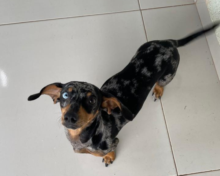 foto Not&iacute;cia ROLIM DE MOURA