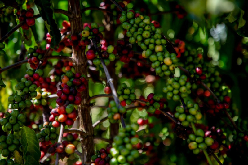 foto Not&iacute;cia ROLIM DE MOURA