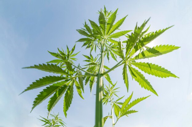 foto Not&iacute;cia ROLIM DE MOURA